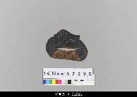 藏品(中國湖北皮影戲盔帽)的圖片